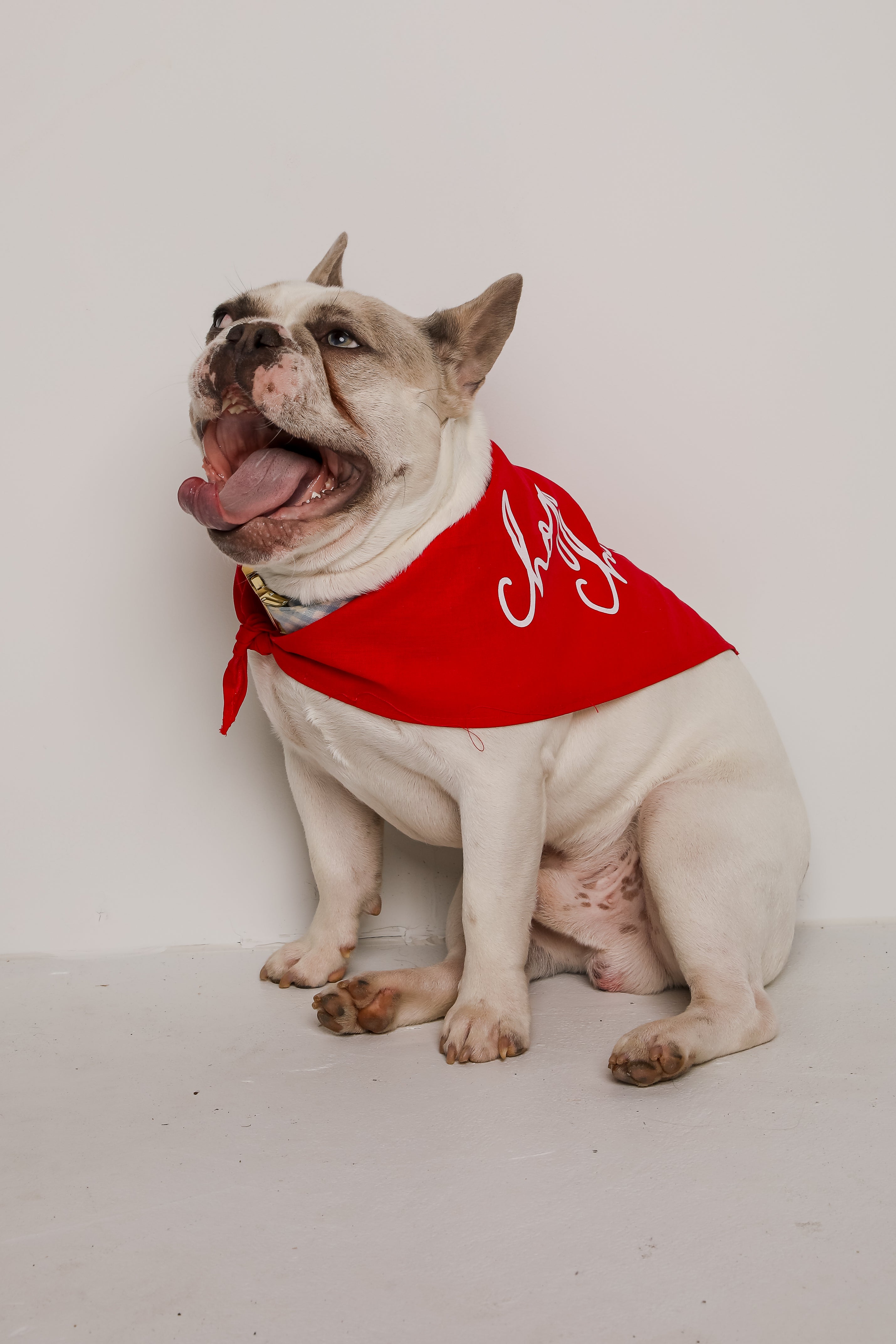 Red Chop Chop Script Dog Bandana