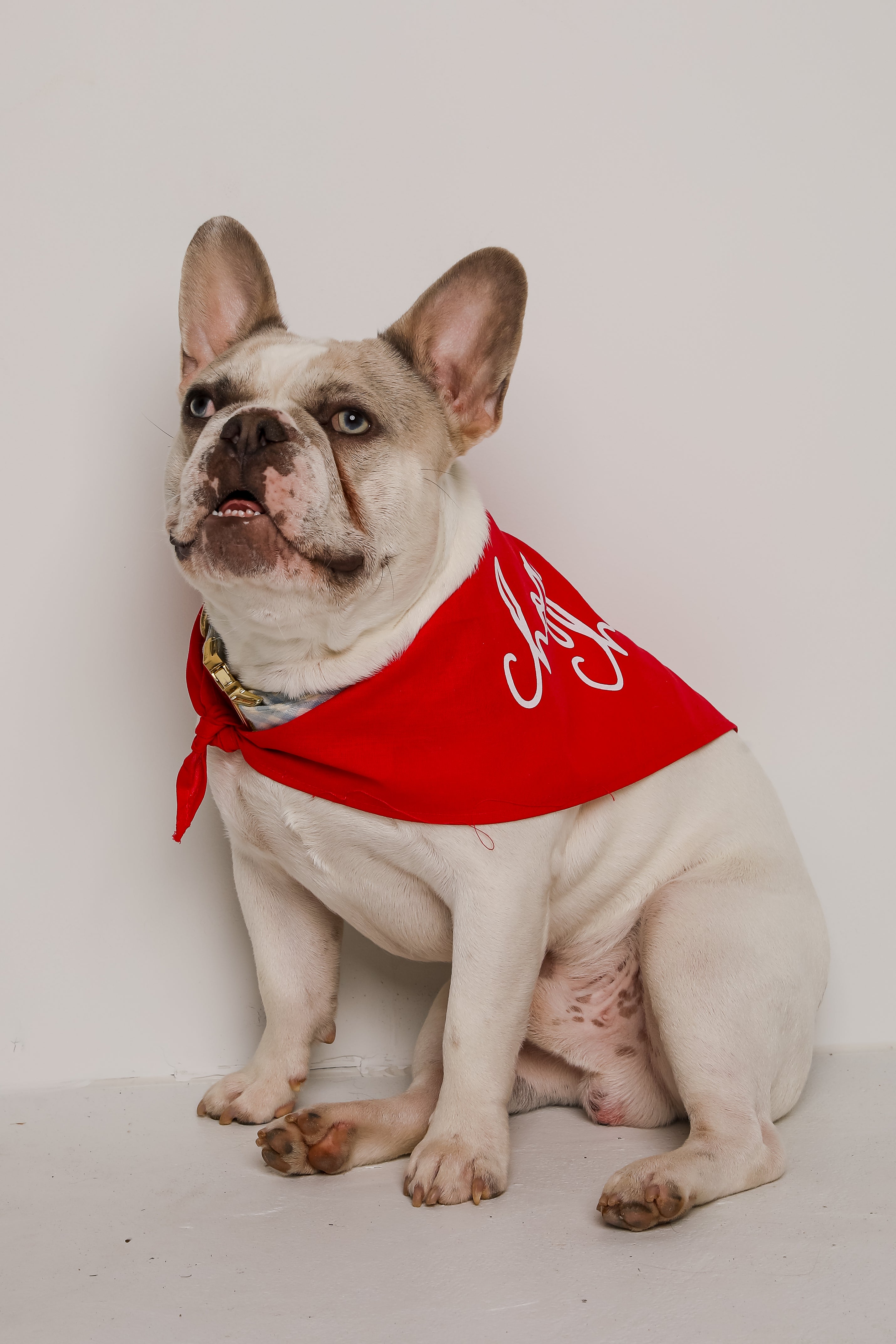 Red Chop Chop Script Dog Bandana