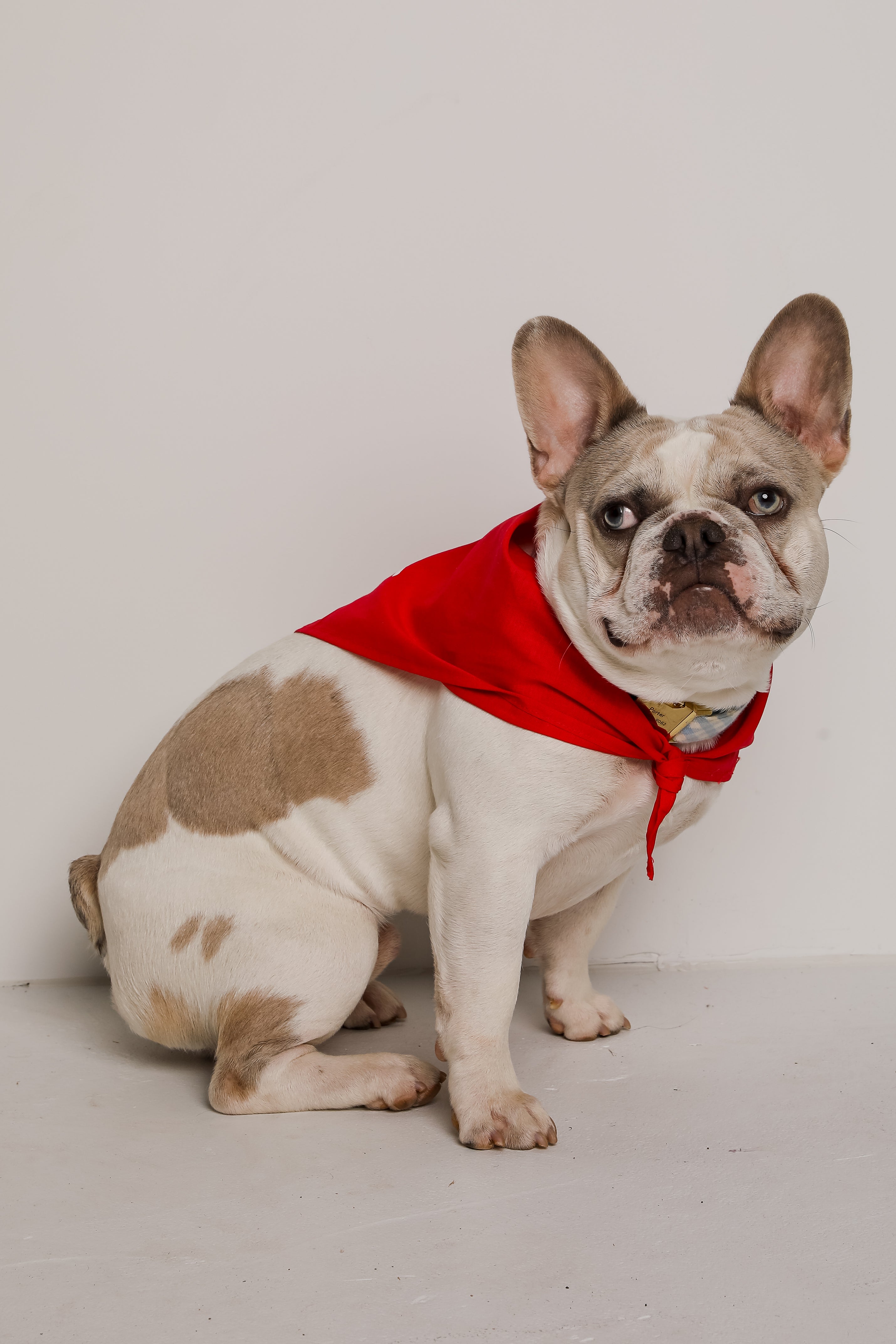 Red Chop Chop Script Dog Bandana
