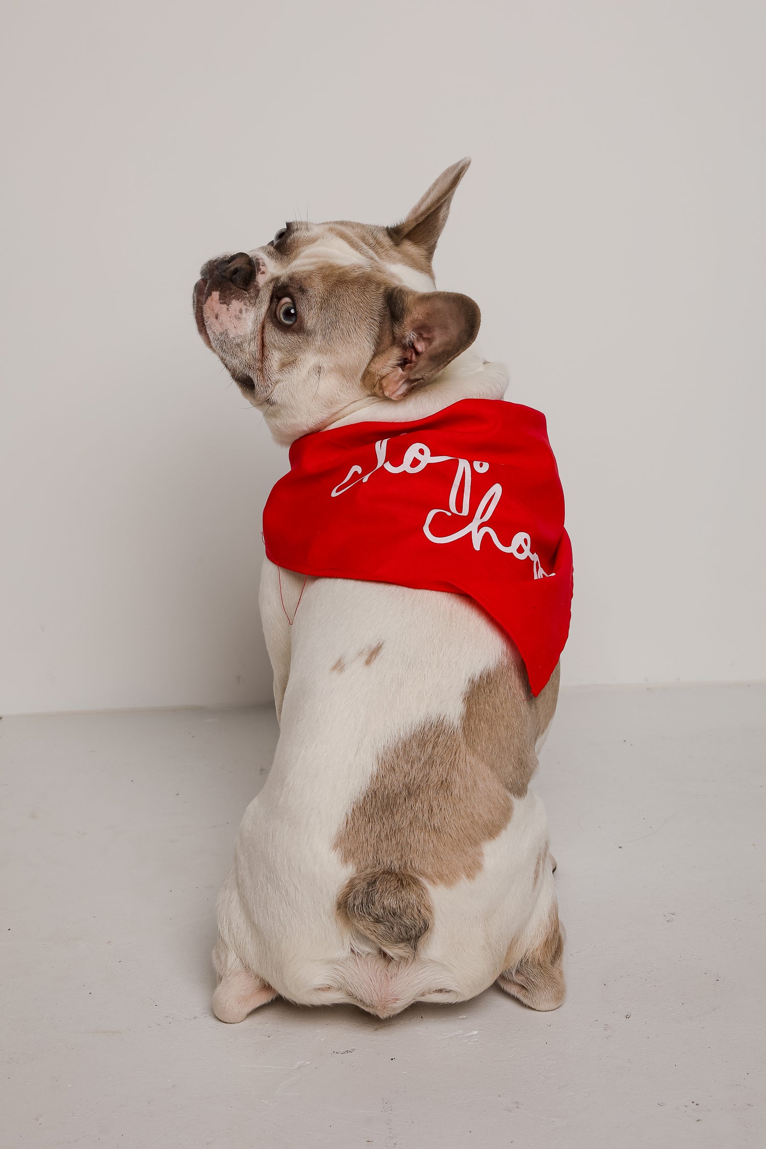 Red Chop Chop Script Dog Bandana