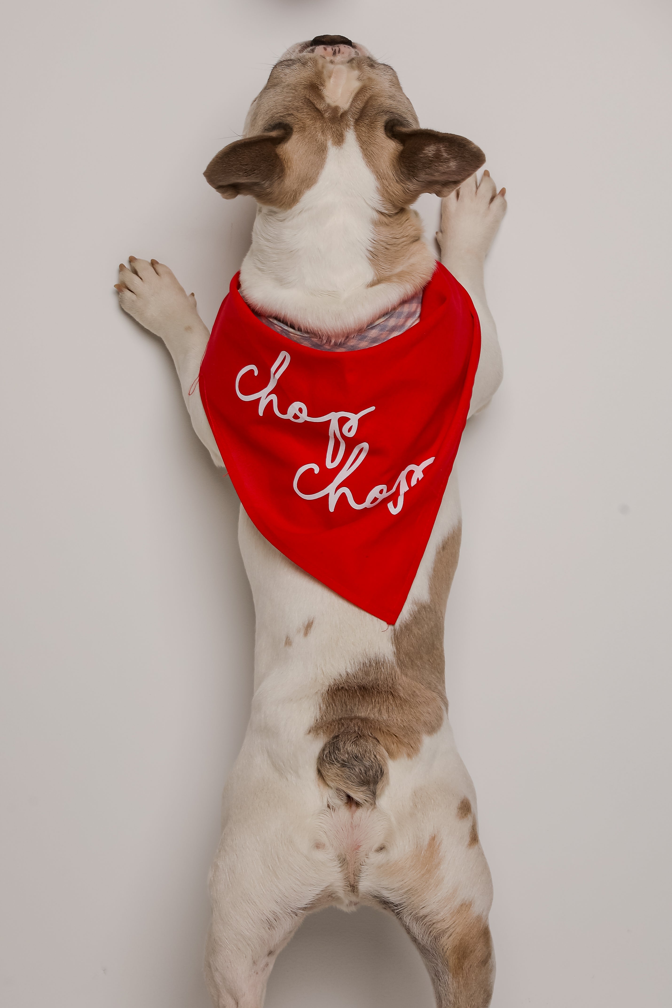 Red Chop Chop Script Dog Bandana